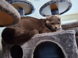 Sophie the feline menace