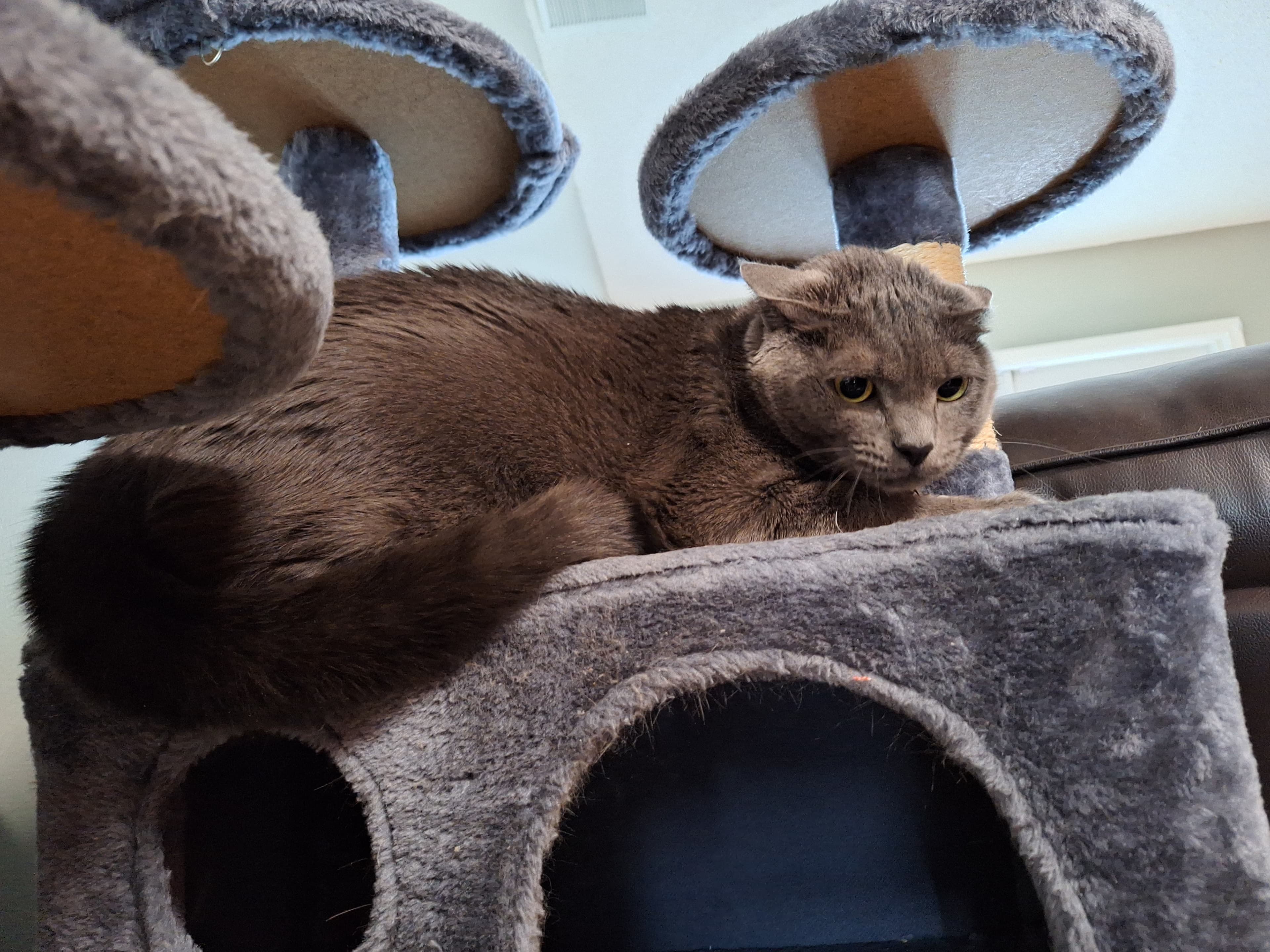 Sophie the feline menace