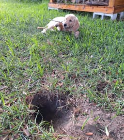 Enzo the archaeologist