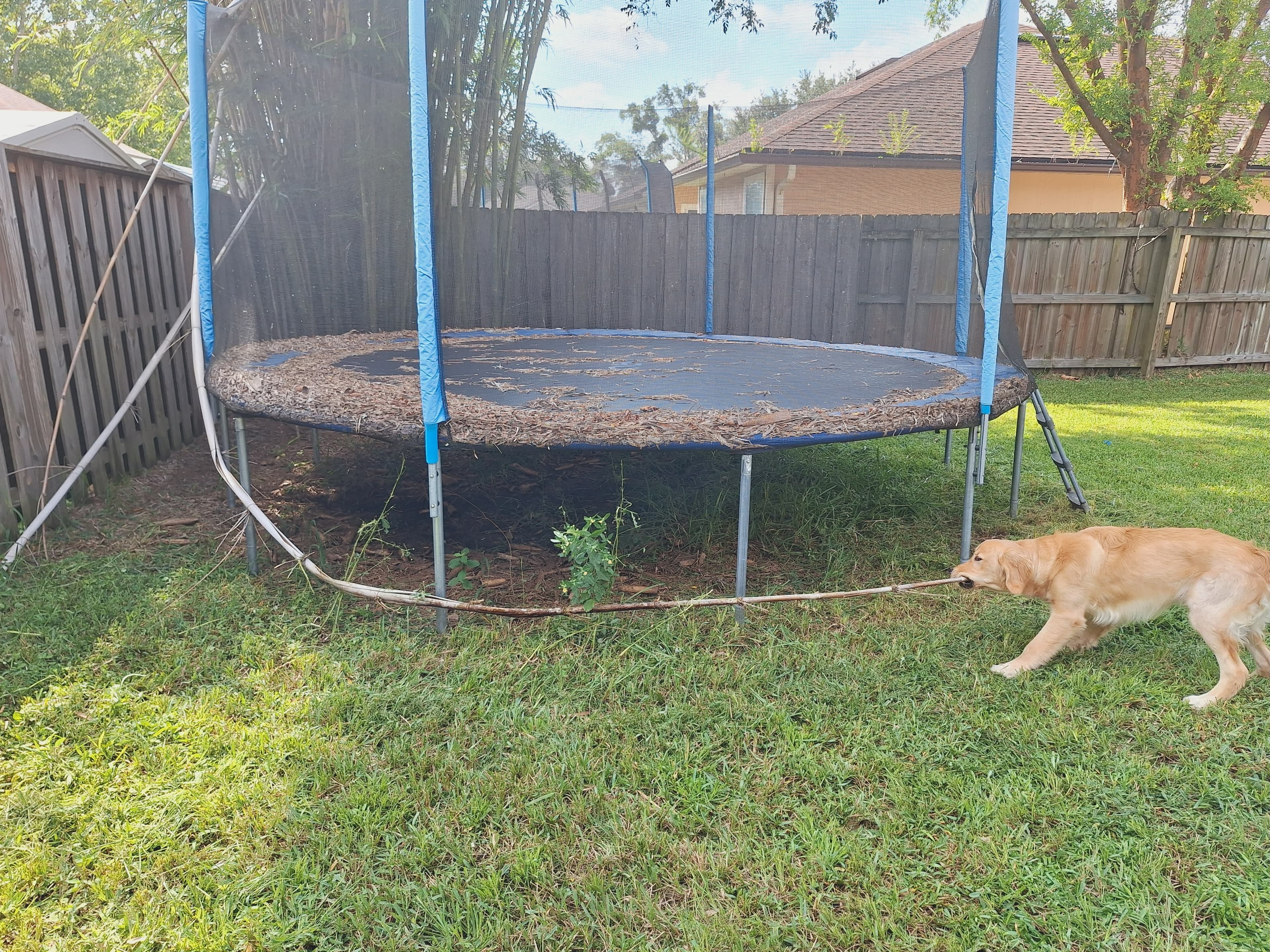Enzo and the world's biggest stick