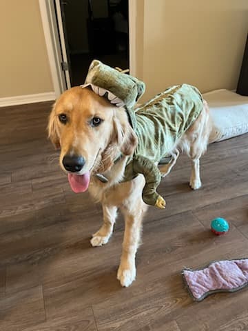 Enzo in a dinosaur costume