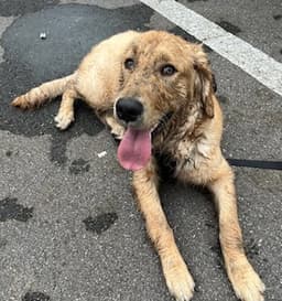 The mysterious object that called to Enzo