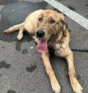 Enzo and the tempting puddle